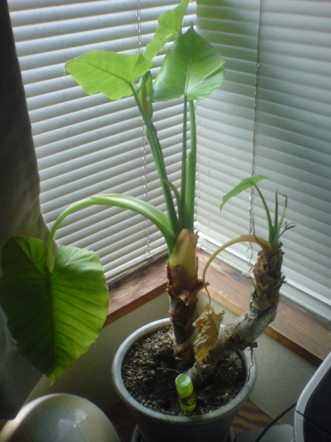 20090421084440.jpg